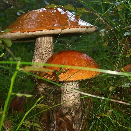 Mariza Letniskowe Czaplinek