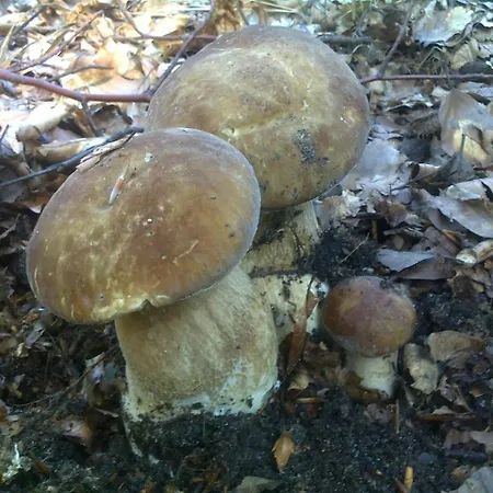 Alloggio in famiglia Mariza Letniskowe Czaplinek